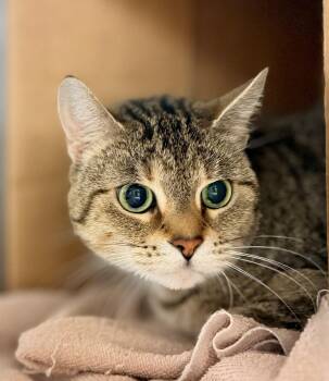 Keola -  Domestic Short Hair Cat for Adoption in Hamilton, Ontario - Keola | PetCurious