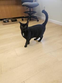 Rescue Domestic Short Hair Cats for Adoption in Pleasantville, New Jersey - Queenie | PetCurious