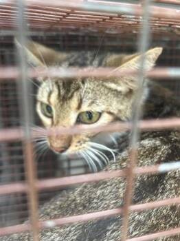 A657161 -  Domestic Short Hair Cat for Adoption in Houston, Texas - A657161 | PetCurious
