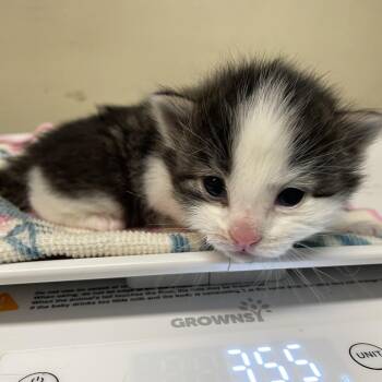 Panini -  Domestic Medium Hair Cat for Adoption in Pasadena, California - Panini | PetCurious
