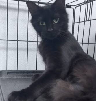 Darlene -  Domestic Short Hair Cat for Adoption in Youngstown, Ohio - Darlene | PetCurious