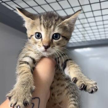 Chino -  Domestic Short Hair Cat for Adoption in Shelbyville, Illinois - Chino | PetCurious