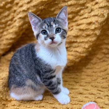 Maki -  Domestic Short Hair Cat for Adoption in Los Angeles, California - Maki | PetCurious