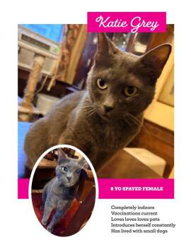 Katie--NEEDS A HOME -  Domestic Short Hair Cat for Adoption in Franklin, Tennessee - Katie--NEEDS A HOME | PetCurious