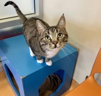 Domestic Short Hair and Tabby Cats Available for Adoption in Burlingame, California - Micho | PetCurious