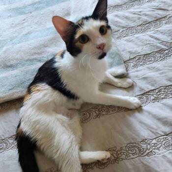 Rescue Calico Cats for Adoption in Fresno, California - Tilda | PetCurious