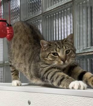 Domestic Short Hair Cats Available for Adoption in Bridgeville, Pennsylvania - Bobby | PetCurious