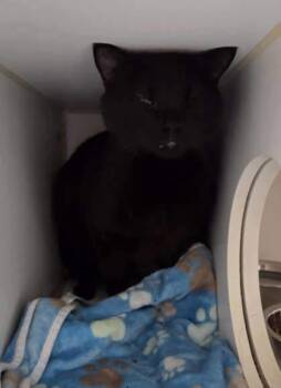 Rescue Domestic Short Hair Cats for Adoption in Atlanta, Georgia - Koda | PetCurious