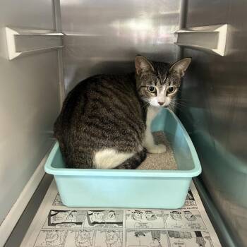 Domestic Short Hair Cats Available for Adoption - Lil Bit | PetCurious