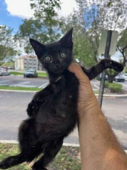 SHADOW -  Domestic Short Hair Cat for Adoption in Doral, Florida - SHADOW | PetCurious