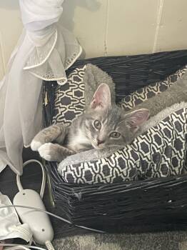 PW -  American Shorthair and Tabby Cat for Adoption in Salisbury, North Carolina - PW | PetCurious