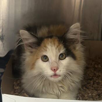 Ginger -  Domestic Medium Hair Cat for Adoption in Newark, New Jersey - Ginger | PetCurious