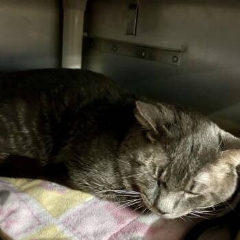 Ferguson -  Domestic Short Hair Cat for Adoption in Buffalo, New York - Ferguson | PetCurious