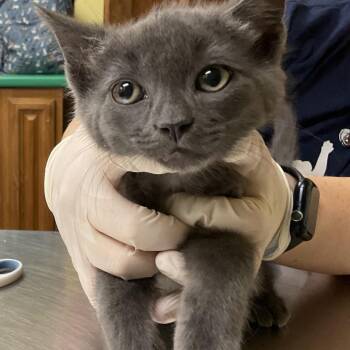 Garbanzo -  Domestic Short Hair Cat for Adoption in Buffalo, New York - Garbanzo | PetCurious
