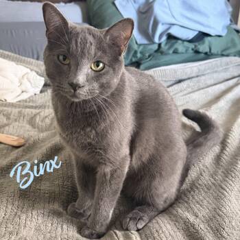 Russian Blue Cats Available for Adoption in Houston, Texas - Binx #snuggler | PetCurious