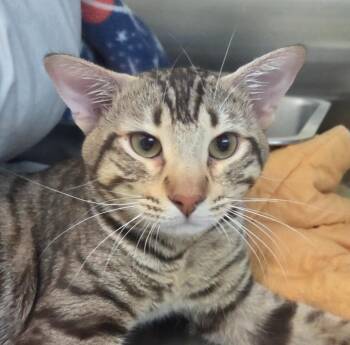 Jahseh -  Domestic Short Hair Cat for Adoption in Youngtown, Arizona - Jahseh | PetCurious