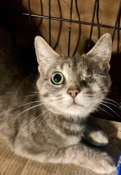 Rescue Domestic Short Hair Cats for Adoption in West Mifflin, Pennsylvania - Ruby | PetCurious