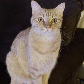 Cheetoh -  Domestic Short Hair Cat for Adoption in Las Vegas, Nevada - Cheetoh | PetCurious