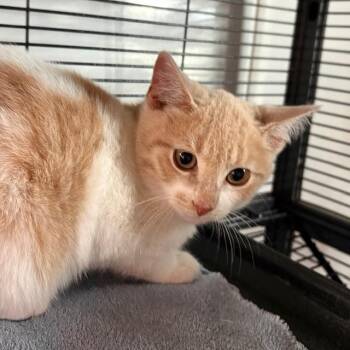 Tabby Cats Available for Adoption - Dreamsicle | PetCurious
