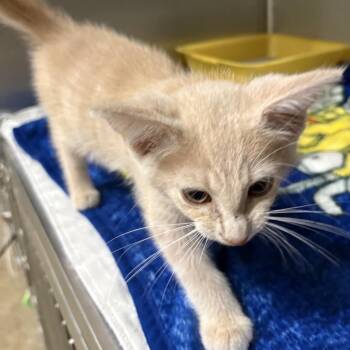 Griffin 63C26 -  Domestic Short Hair Cat for Adoption in Napoleon, Ohio - Griffin 63C26 | PetCurious