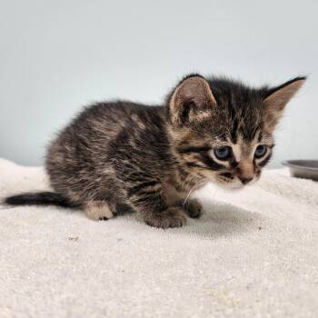 Domestic Short Hair Cats Available for Adoption in Clavet, Saskatchewan - Corona | PetCurious