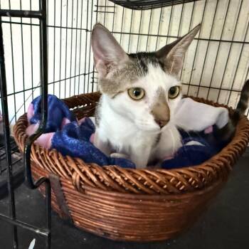 Zeke -  Domestic Short Hair Cat for Adoption in Boston, Massachusetts - Zeke | PetCurious