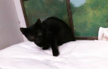 PRINCESA -  Domestic Short Hair Cat for Adoption in Houston, Texas - PRINCESA | PetCurious