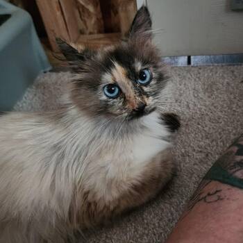 Miss Bell -  Domestic Medium Hair Cat for Adoption in Springfield, Oregon - Miss Bell | PetCurious