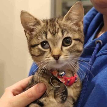 Domestic Short Hair Cats Available for Adoption in Port Washington, New York - Ivory | PetCurious