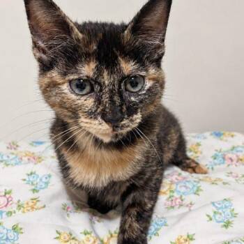 Pinkie Pie -  Tortoiseshell Cat for Adoption in Edmond, Oklahoma - Pinkie Pie | PetCurious