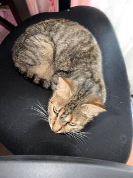 Minnie Meow -  Tabby Cat for Adoption in San Antonio, Texas - Minnie Meow | PetCurious