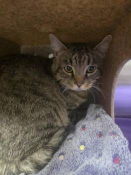 Lupa -  Domestic Short Hair Cat for Adoption in Missoula, Montana - Lupa | PetCurious