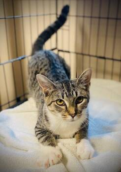 Nadine -  Domestic Short Hair Cat for Adoption in Duxbury, Massachusetts - Nadine | PetCurious