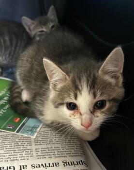 Domestic Short Hair Cats Available for Adoption in Spruce Pine, North Carolina - Bingus | PetCurious