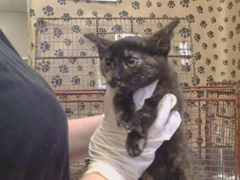 DESIREE -  Domestic Short Hair Cat for Adoption in Sacramento, California - DESIREE | PetCurious