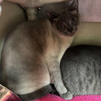 Siamese Cats Available for Adoption - Snow | PetCurious