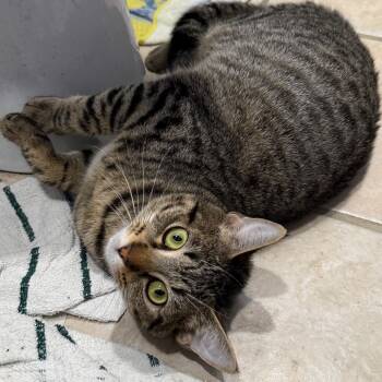 Rescue Domestic Short Hair Cats for Adoption in Gibsonia, Pennsylvania - Mrs. Davis | PetCurious