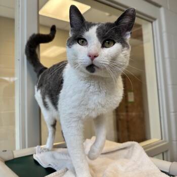 Rescue Domestic Short Hair Cats for Adoption in Evanston, Illinois - Alder | PetCurious