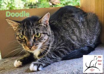 Doodle -  Domestic Short Hair Cat for Adoption in Crossville, Tennessee - Doodle | PetCurious