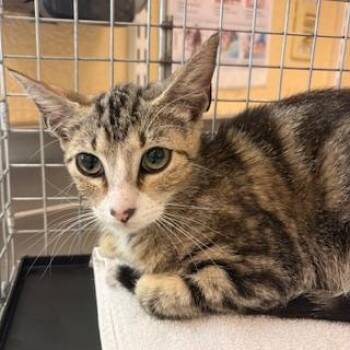 Domestic Short Hair Cats Available for Adoption in Fort Myers, Florida - LILLY | PetCurious
