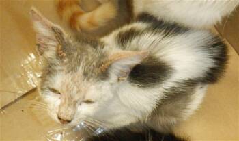 Rescue Domestic Short Hair Cats for Adoption in San Jose, California - A1392224 | PetCurious