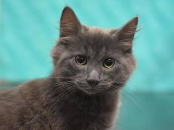 Ratatouille -  Domestic Medium Hair Cat for Adoption in Portland, Oregon - Ratatouille | PetCurious
