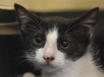 Iguana -  Domestic Short Hair Cat for Adoption in Portland, Oregon - Iguana | PetCurious