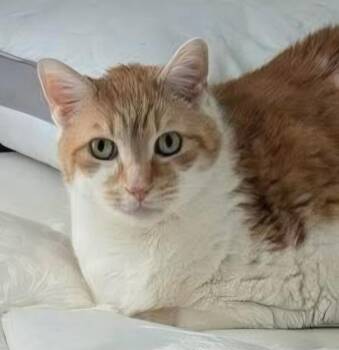 W2 DANNY BOY -  Domestic Short Hair Cat for Adoption in Southbury, Connecticut - W2 DANNY BOY | PetCurious