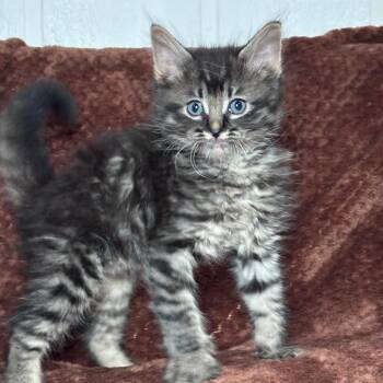 Domestic Medium Hair Cats Available for Adoption in Long Beach, California - Stitch | PetCurious