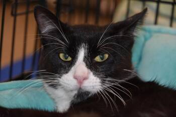 American Shorthair Cats Available for Adoption - James | PetCurious