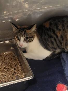 PRISCILLA -  Domestic Short Hair Cat for Adoption in Albuquerque, New Mexico - PRISCILLA | PetCurious