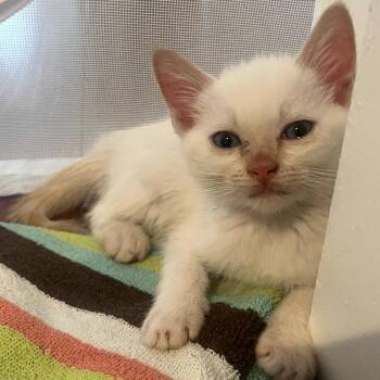 Alfie -  Domestic Short Hair Cat for Adoption in Los Angeles, California - Alfie | PetCurious