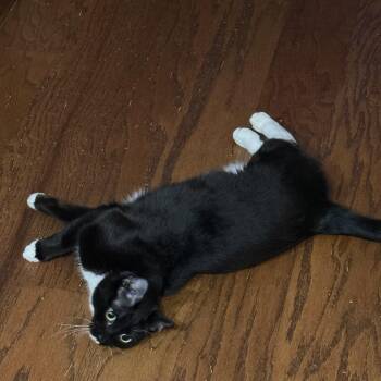 Pepper -  Domestic Short Hair Cat for Adoption in Ruther Glen, Virginia - Pepper | PetCurious