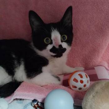 LUCKY -  Domestic Short Hair Cat for Adoption in Alameda, California - LUCKY | PetCurious